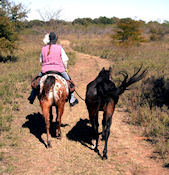 Ponying horse riding on  north Texas trail