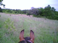 LBJ Grasslands - rider looking over horse's ears