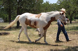 LBJ Grasslands - leading Pinto horse