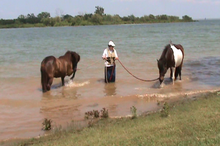 Horses splashing in lake