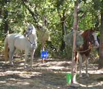 Susan Bodenmiller campsite - horse's picket