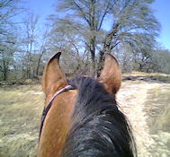 Horseback riding in north Texas